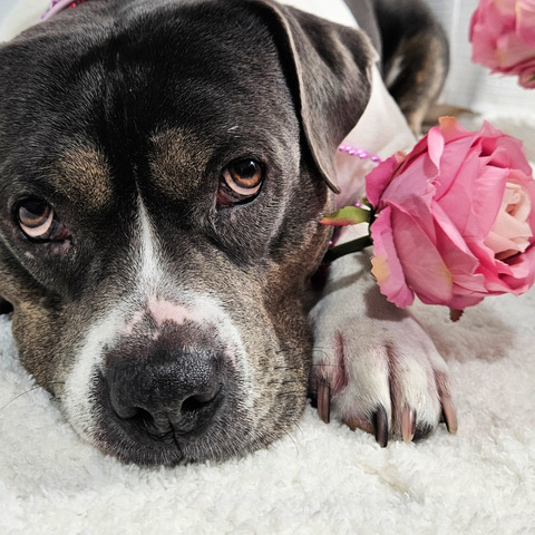 Valentines Day rose