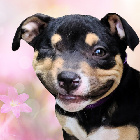 Happy Puppy pink flowers
