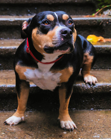 Kimber