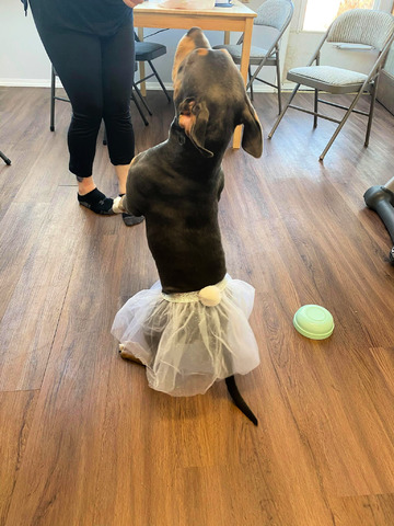 tutu