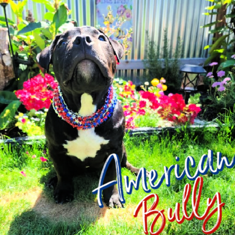 American Bully