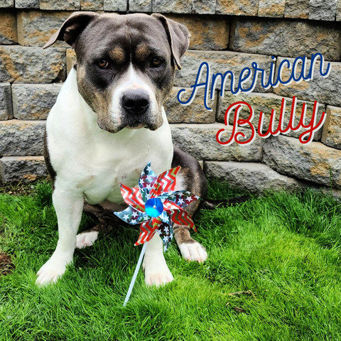 American Bully