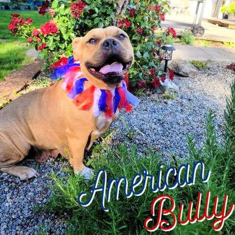 American Bully