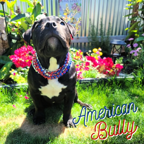 American Bully2