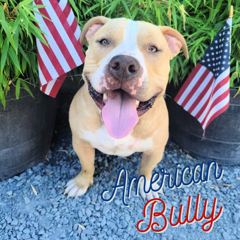 American Bully