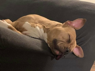 Milo (Milo)