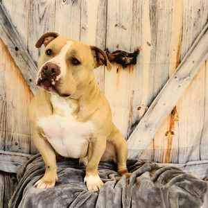 Finn (Litter Name Birch) (Brazen's Finn MacCool, NTD-M, AtoZ, 2K9, SSH)