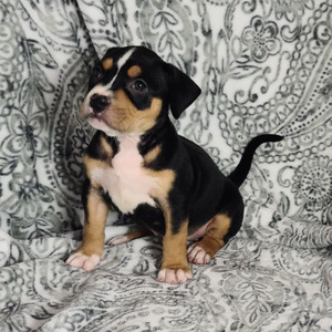 Stella (Stella)