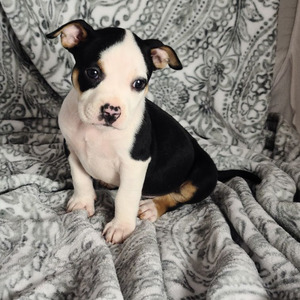 Chloe (Chloe)