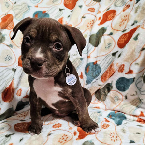 Oscar (Oscar)