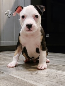 Petey (Petey)