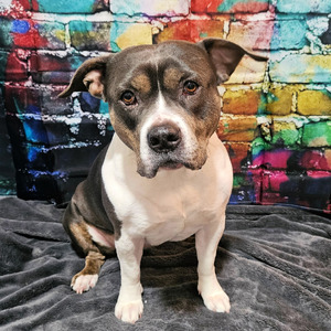 Mysti (Cosmic Mystique of Brazen Bullies, ATD, TKA, AtoZ, 2K9, SSH, T3)