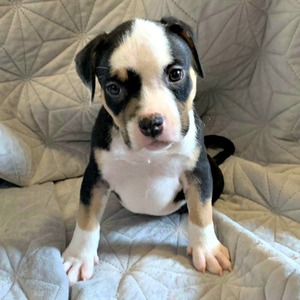 Brody (Brody)
