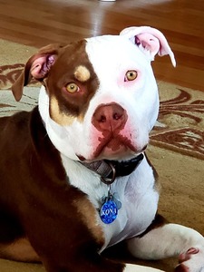 Kona (Kona)
