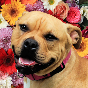 Sadie Bright Flowers