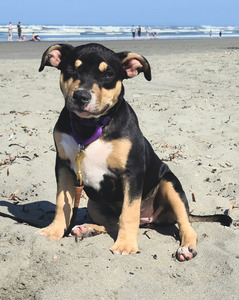 Xena (Brazen's Warrior Princess)