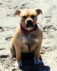 sadie beach 1