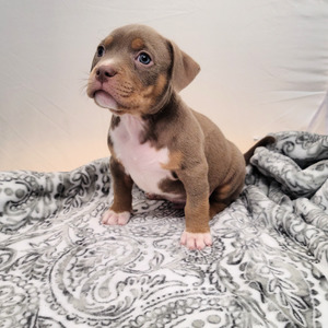 Ruger (Ruger)