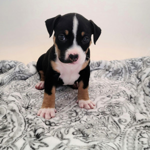 Bella (Bella)