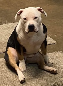 Draco (Draco)