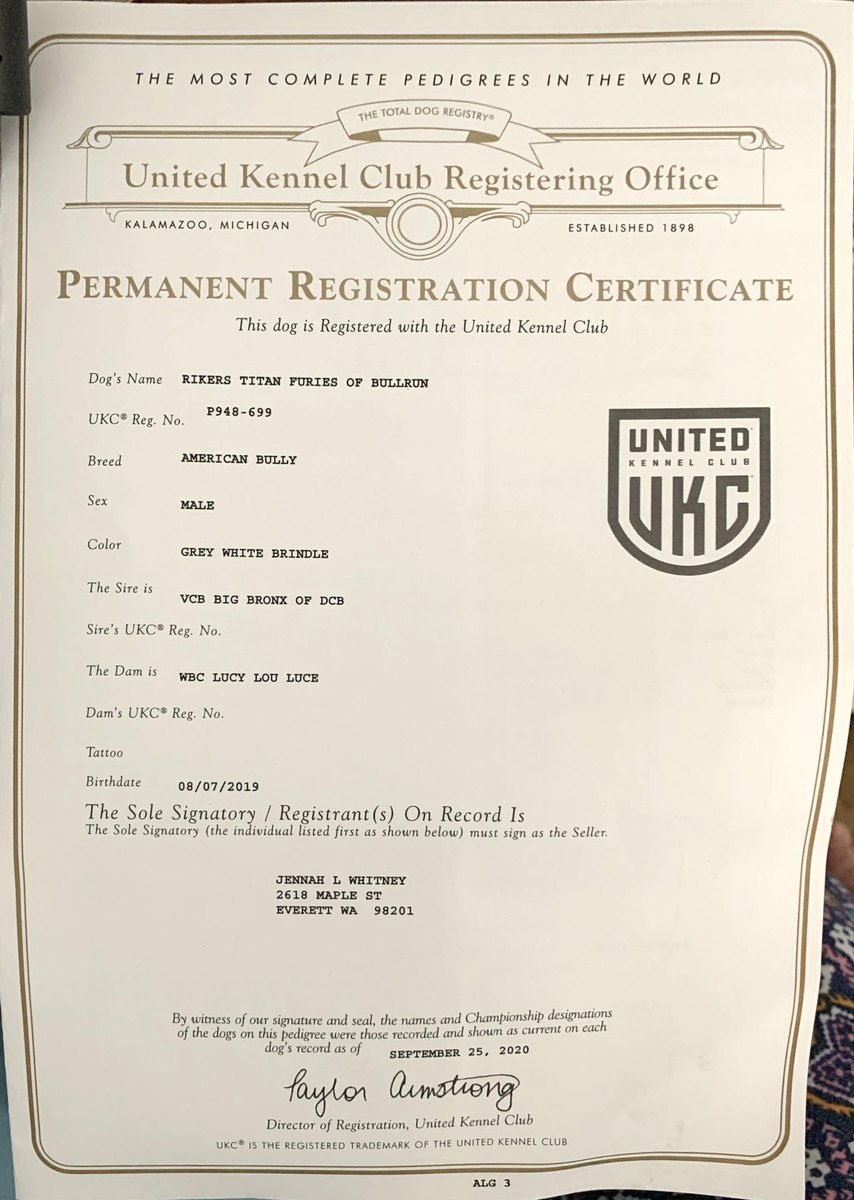 Ukc american bully sales registration