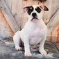 Endee (Bullrun Bullies Non-Dairy)