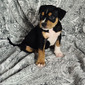 Bullwinkle (Bullwinkle)