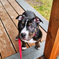 Nova (Nova)