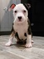 Petey (Petey)