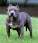 Ch Jackson Bullies Clearing the Way