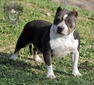 Ch MSB Benelli of Bully Market