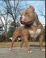 GrCh Boss G's El Guapo