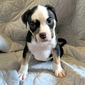Brody (Brody)