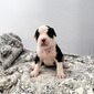 Indy (Indy)